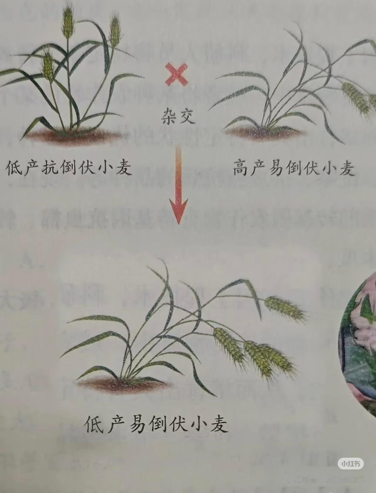 精神稳定但个性偏执的黄草×精神涣散但个性洒脱的吴鱼=精神涣散且个性偏执的我 