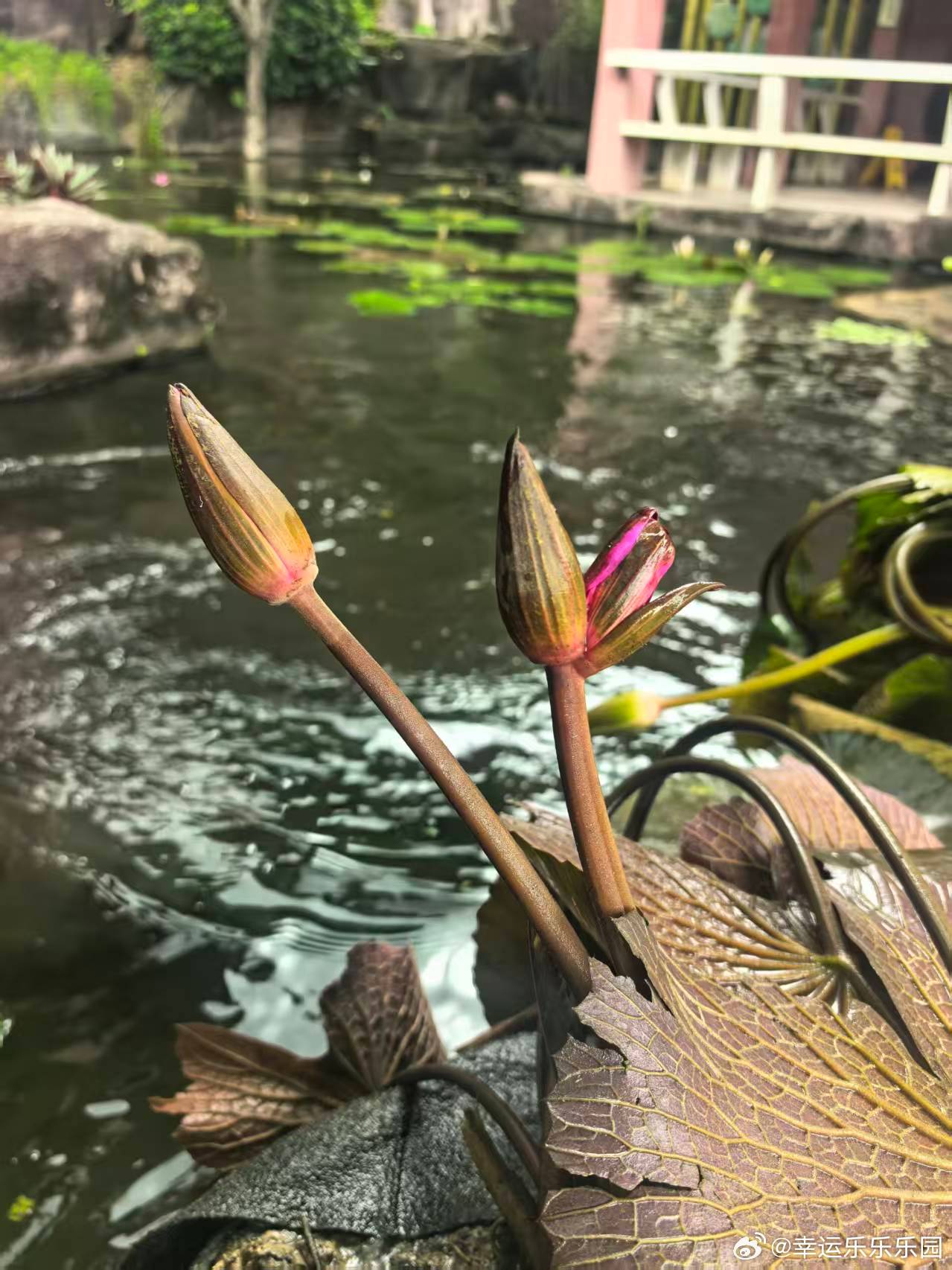 活动撤场，竟给我送了并蒂莲，挺不错🪷 
