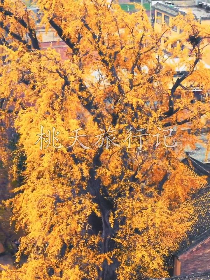 西安百塔寺，1700年银杏。