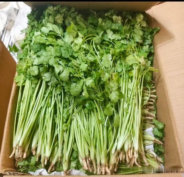 大家爱吃香菜吗