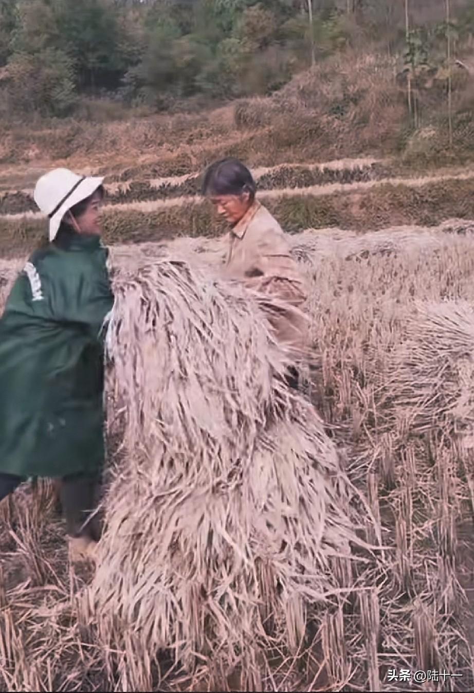 “挑草头”原以为是我们荆州松滋独有的农活，没想到全国有那么多地方收稻谷也会“挑草