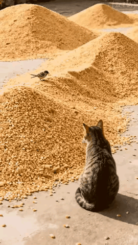 猫不抓耗子改抓麻雀了，并且是猫的手段更隐蔽，让能飞的麻雀束手就擒，世界上规律那就