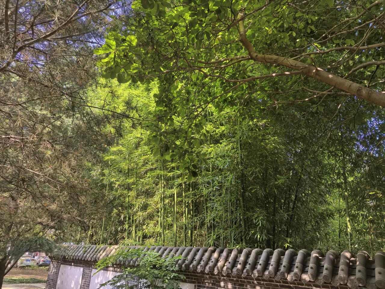 夏天来了，有竹子的地方就是好！
下面这些竹子，位于我家楼下老宅子的院内，看看长的