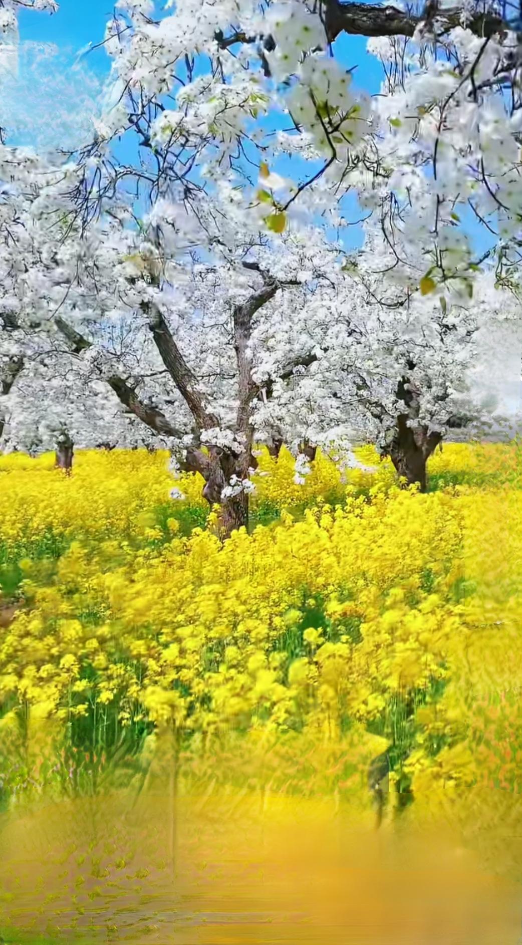 不用追赶行程，就坐在开满樱花的山坡上，喝一杯温热的茶，看风把花瓣吹成粉色的雪。想