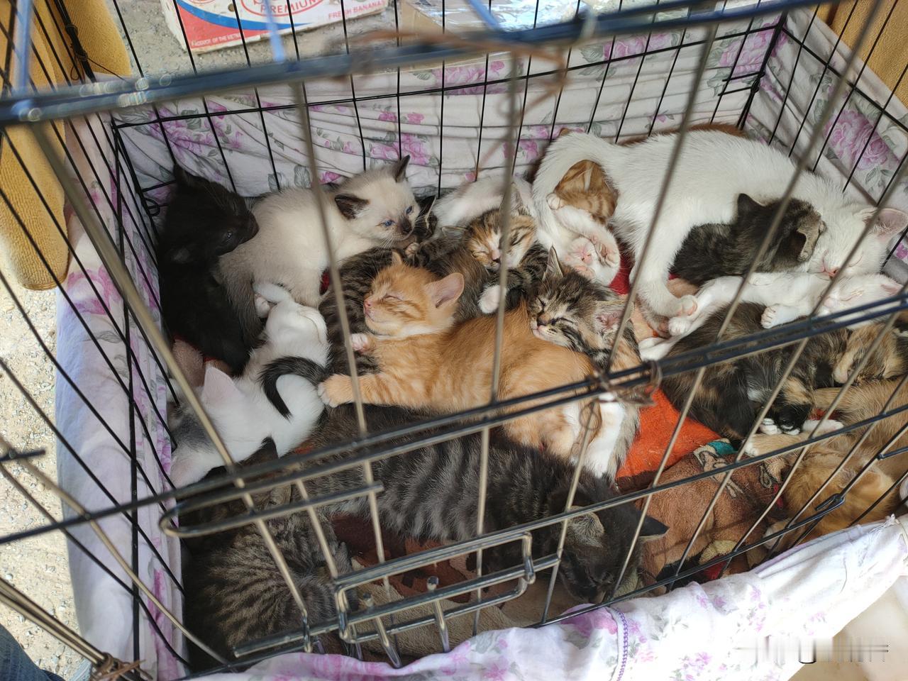 分享一张你拍的小狗照片小狗照片真没有[笑哭]，小猫的行吗