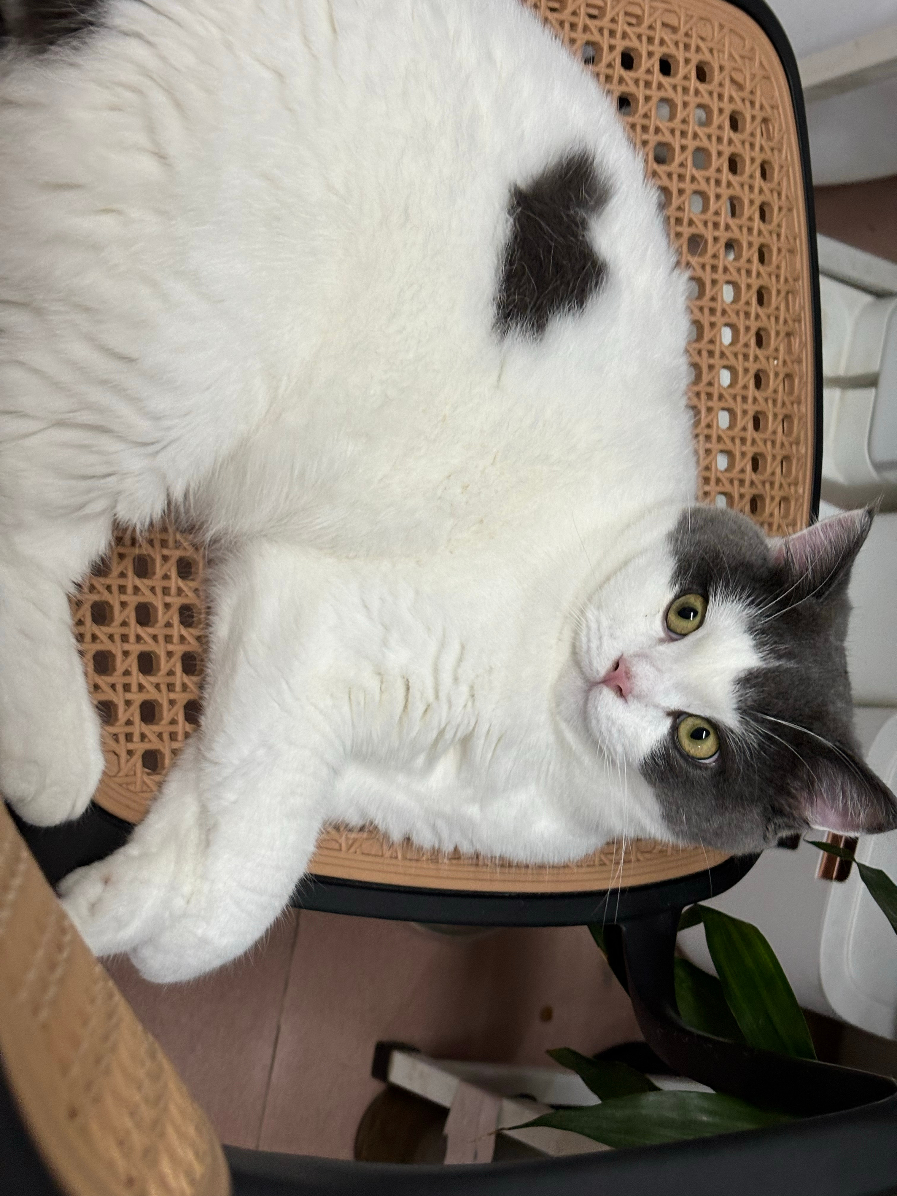 小猫第一次洗澡乖到没谱我不相信有洗澡这么乖的小猫咪，除非寄过来给我洗一次看看！ 
