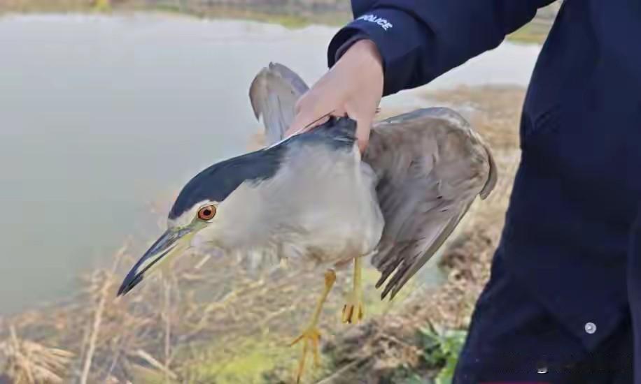 在湖北宜城流水镇的湖边，村民刘叔正赶着羊群放哨，忽然瞥见不远处的草丛里有个小东西
