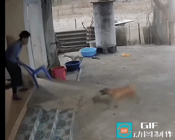 这是自家的狗，狂犬病发作了。幸亏男子是个成年人，遇见此情况没有心慌，起初就能够冷