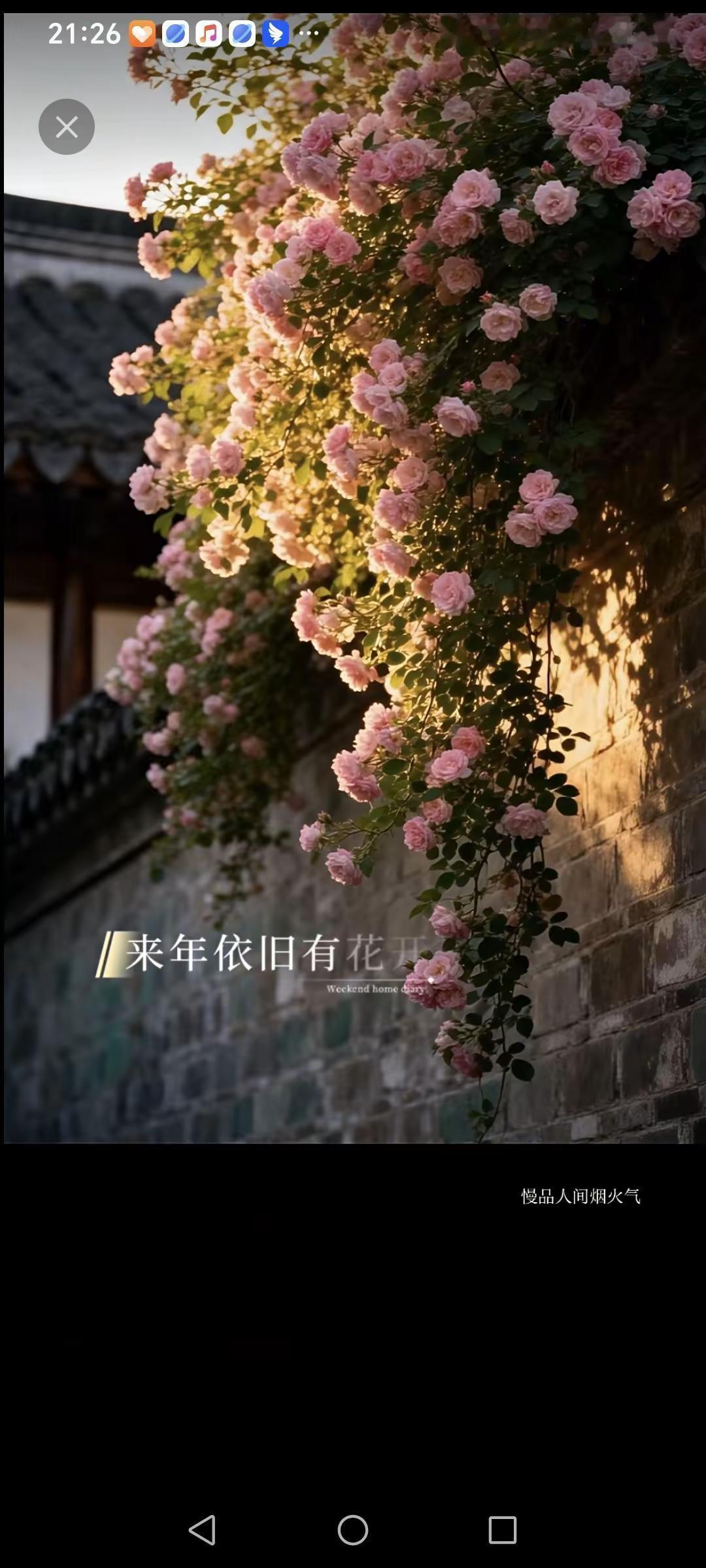 墙角的花落满黄昏的街沿……