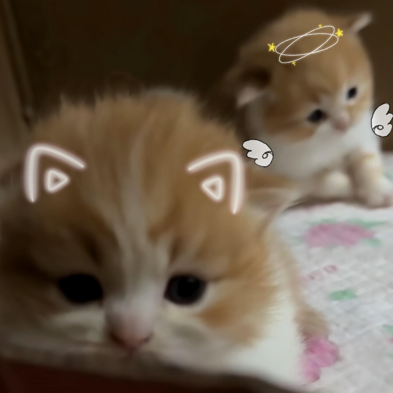 脑袋怎么晕晕的 ​​​