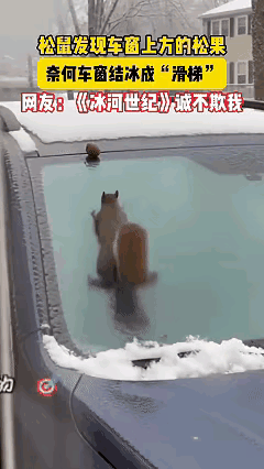 “方向不对努力白费！”一只松鼠发现车顶上有一颗松树，它想要去拿，结果车玻璃上结冰