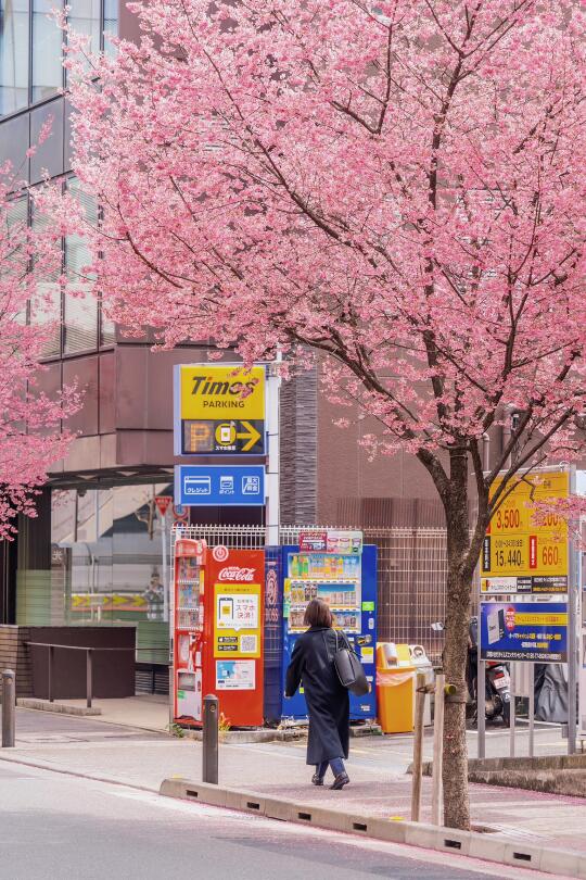 3.13实拍！东京早樱🌸开爆啦！