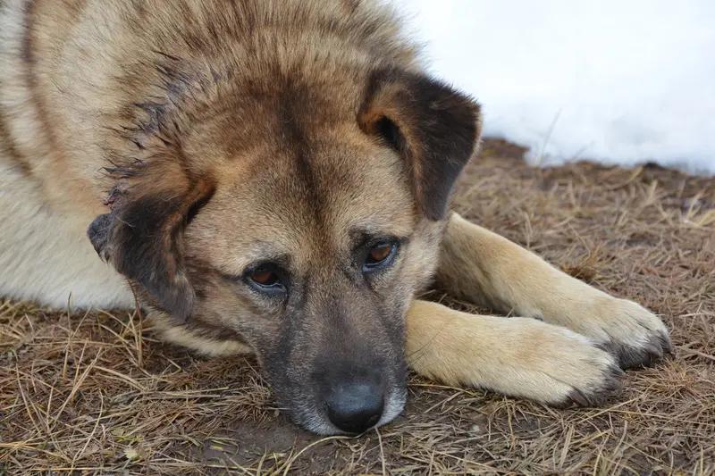 对狗随地在小区大小便,怎么看?
狗随地大小便是正常的，
这是动物的本性。
但是养