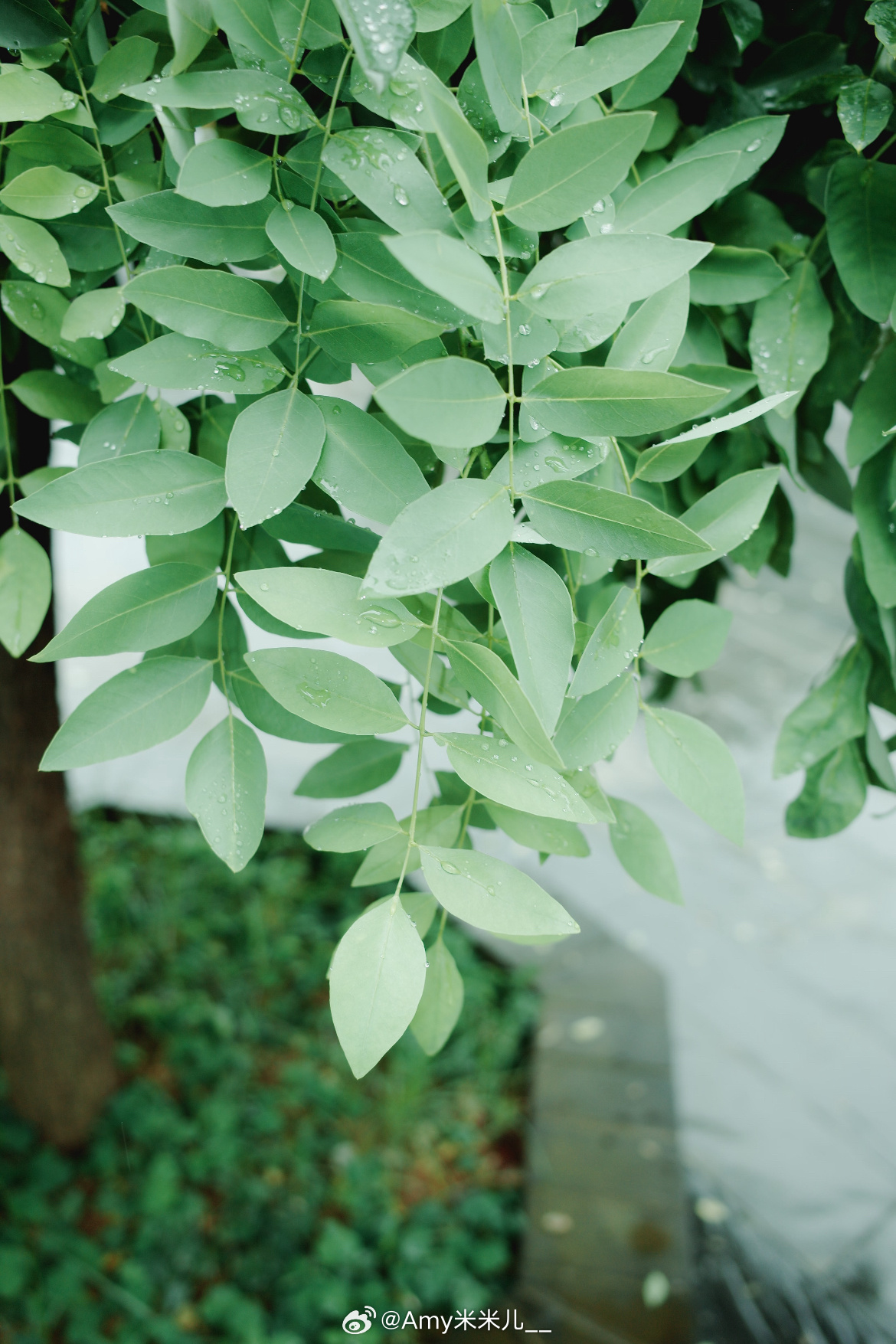 早安  🌿·𝙂𝙤𝙤𝙙 𝙢𝙤𝙧𝙣𝙞𝙣𝙜 晨曦如约而至，新的