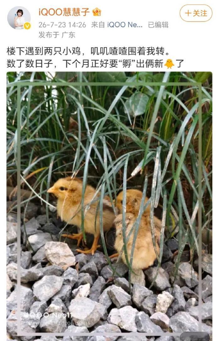 iQOO 产品经理慧慧子亲自下场玩梗，下个月直接 "孵" 出两台新机！猜一波配置