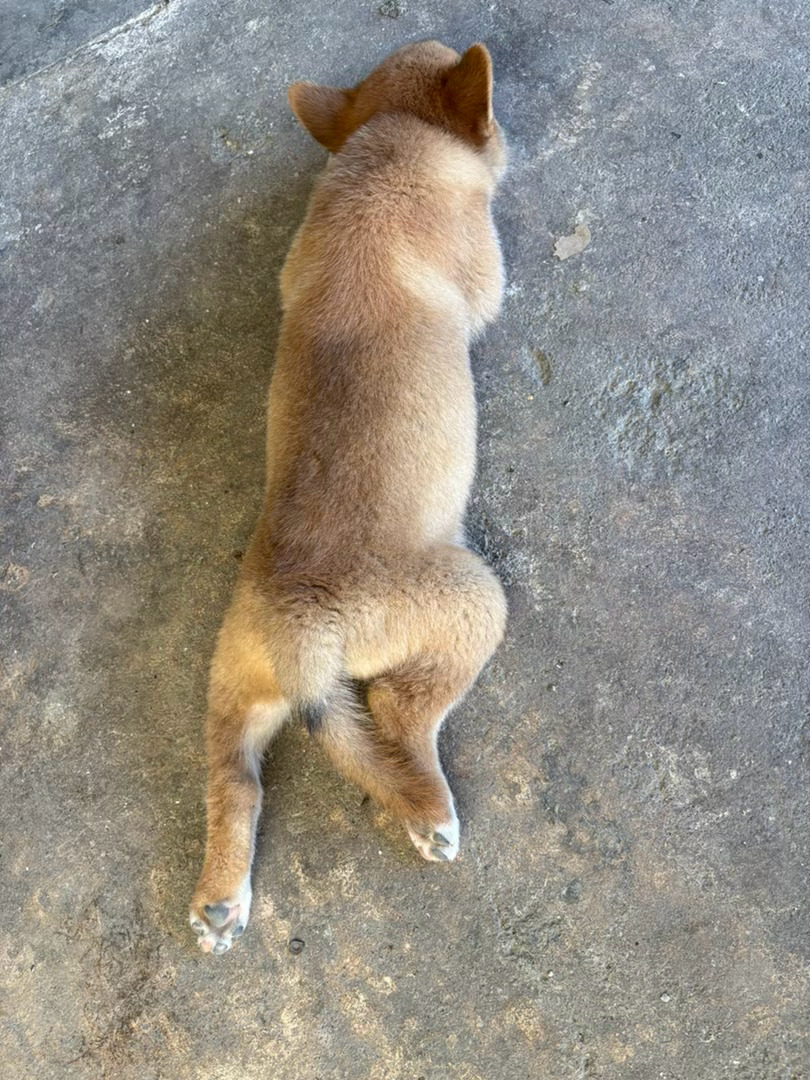 好可爱😻 