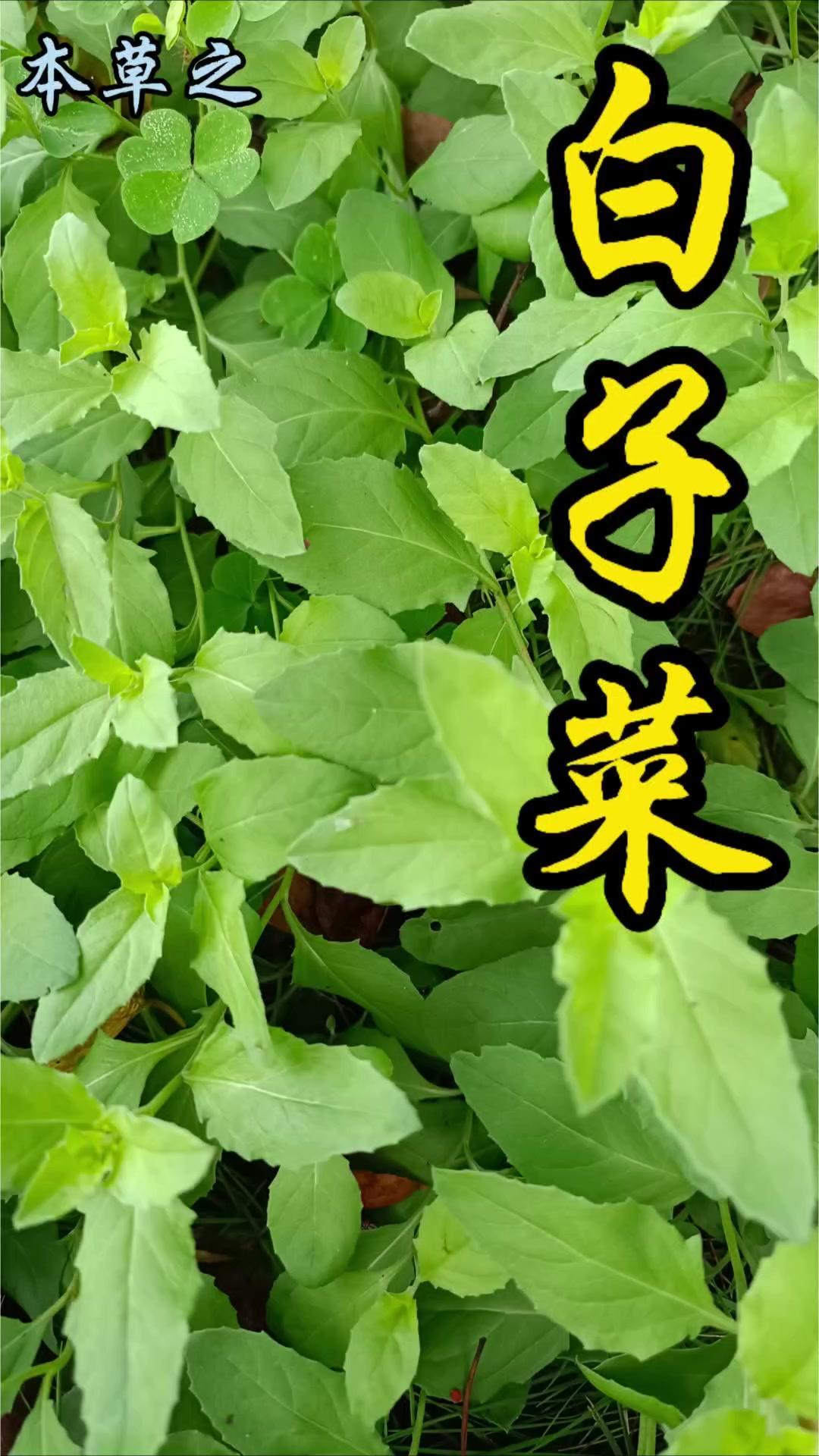 🌿今天给大家科普南方野外很常见的白子菜，也叫白背三七，是菊科菊三七属的多年生草