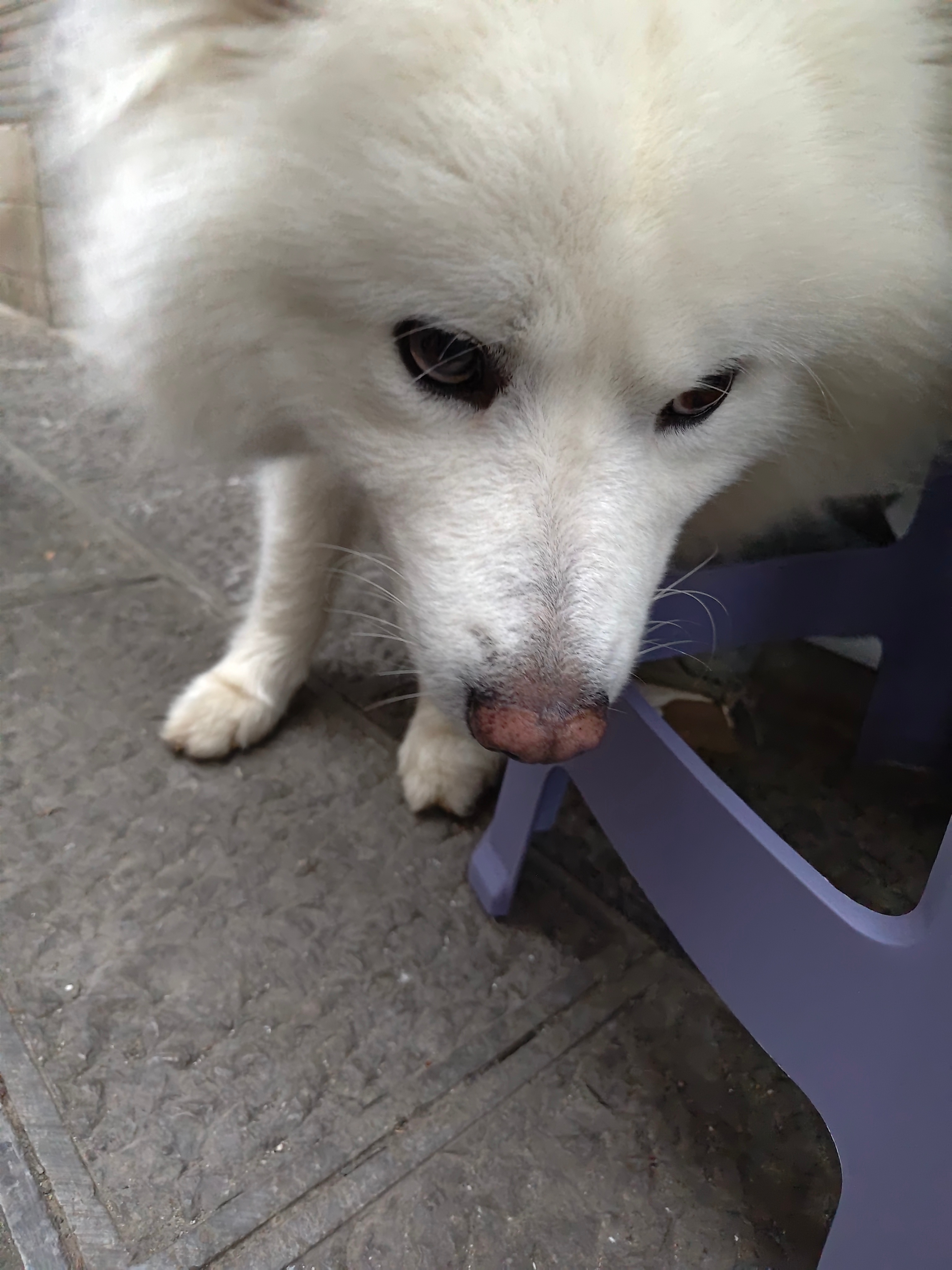 可爱 