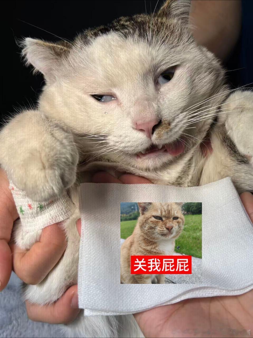 49551【丑猫】咪儿和你的oo说拜拜吧！ 