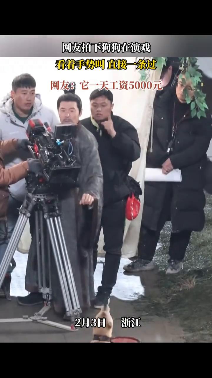网友拍下狗狗在演戏，看着手势叫直接一条过。网友：它一天工资5000元。
2月3日