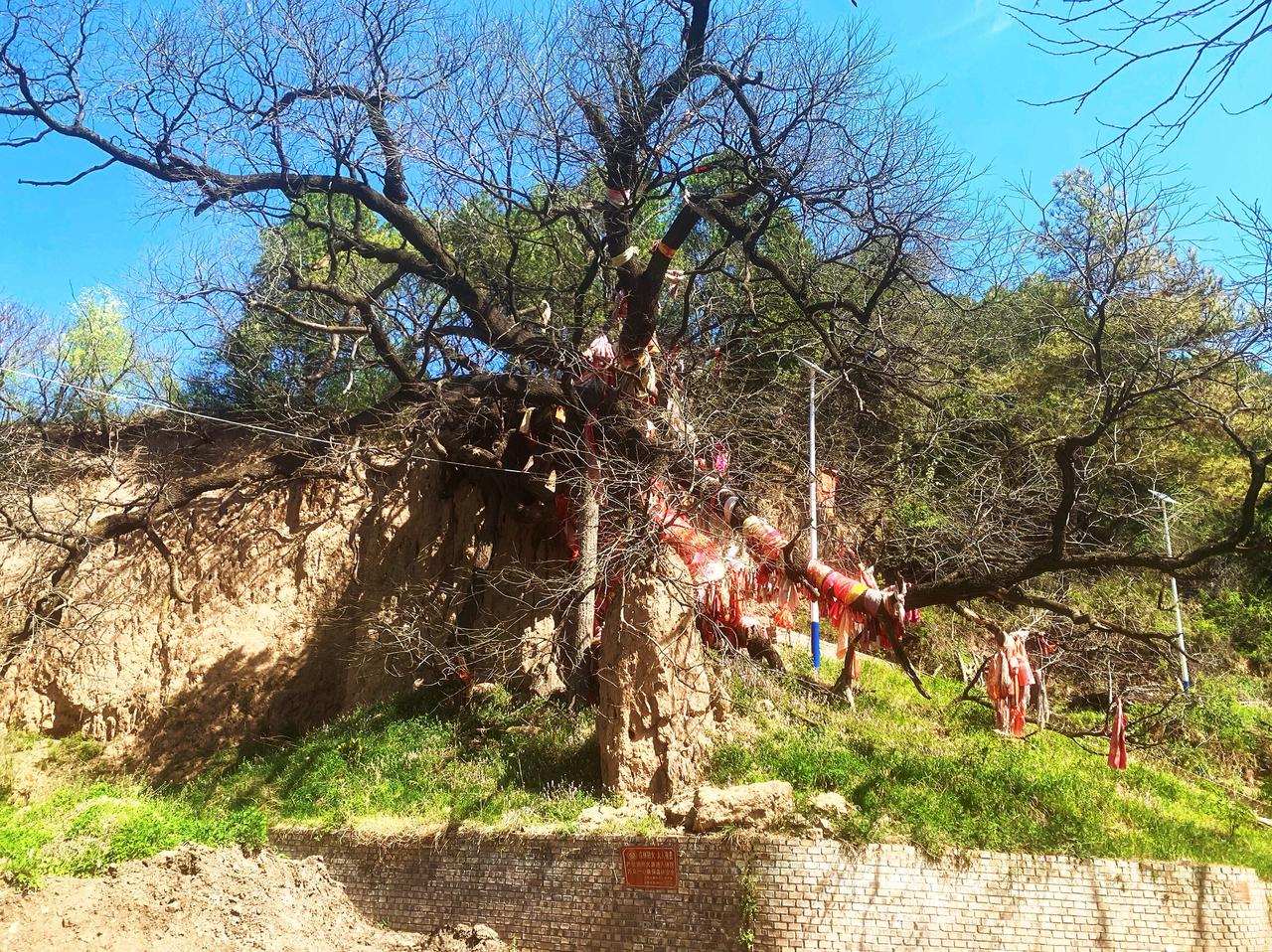 合阳龙槐，在潘家山一个叫车寺的小村。早期资料称其有 800 多年历史，近年报道多