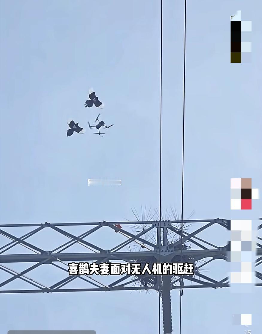 工人拆除铁塔上喜鹊窝的时候，发现金镯子和金项链，还有几十元人民币，可能喜鹊筑巢的