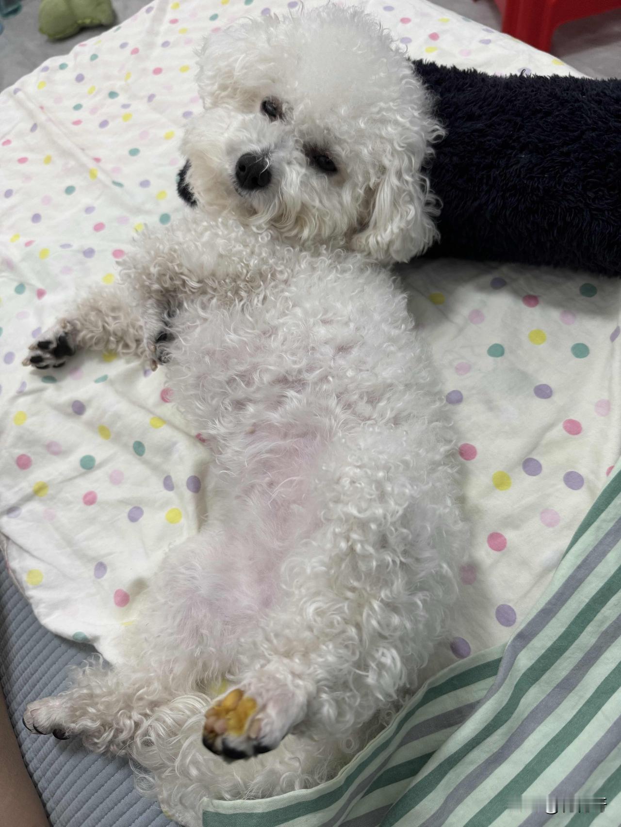 家里养小比熊，这一天天的看看把它享受的，我看它老舔后脚指甲让它过来让我看看咋的了