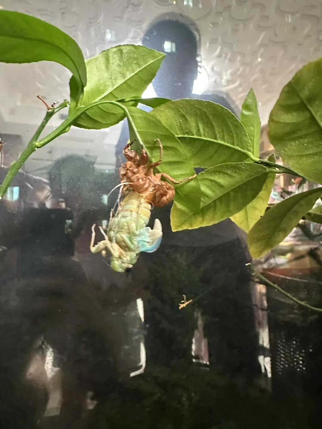 今天在自家阳台见证了一次真正的金蝉脱壳，过程足足持续了三个小时，太神奇了！
一开