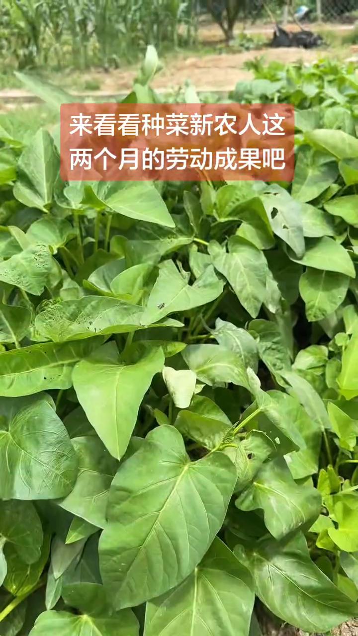 来看看种菜新农人这两个月的劳动成果。