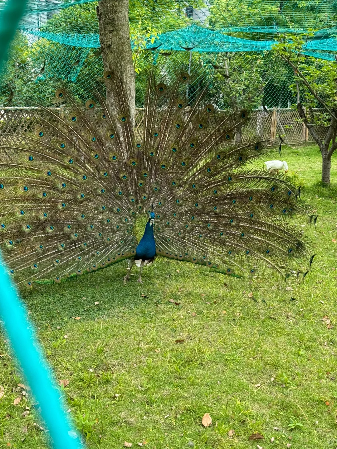 看来本人也是风度翩翩
