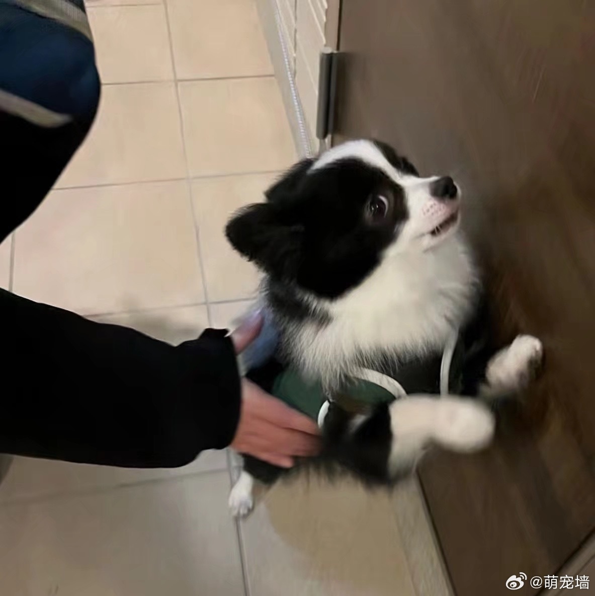 推上刷到可爱小狗一只，大人们请享用 