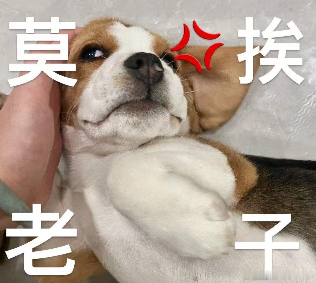 管乐 狗塑 谁懂啊！子涵卡半空淡定调绳索，管乐在旁边急得面红耳赤喊“他被卡住了”