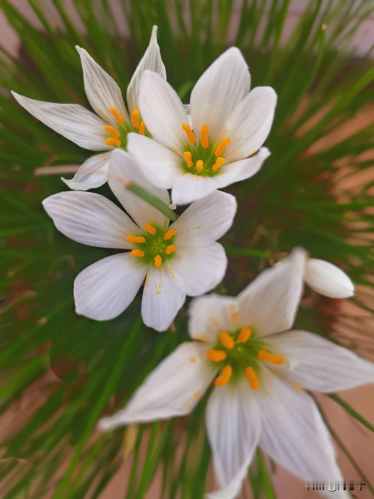 首发原创/刘忠学
                我爱兰草花
四季兰草花儿绽，洁