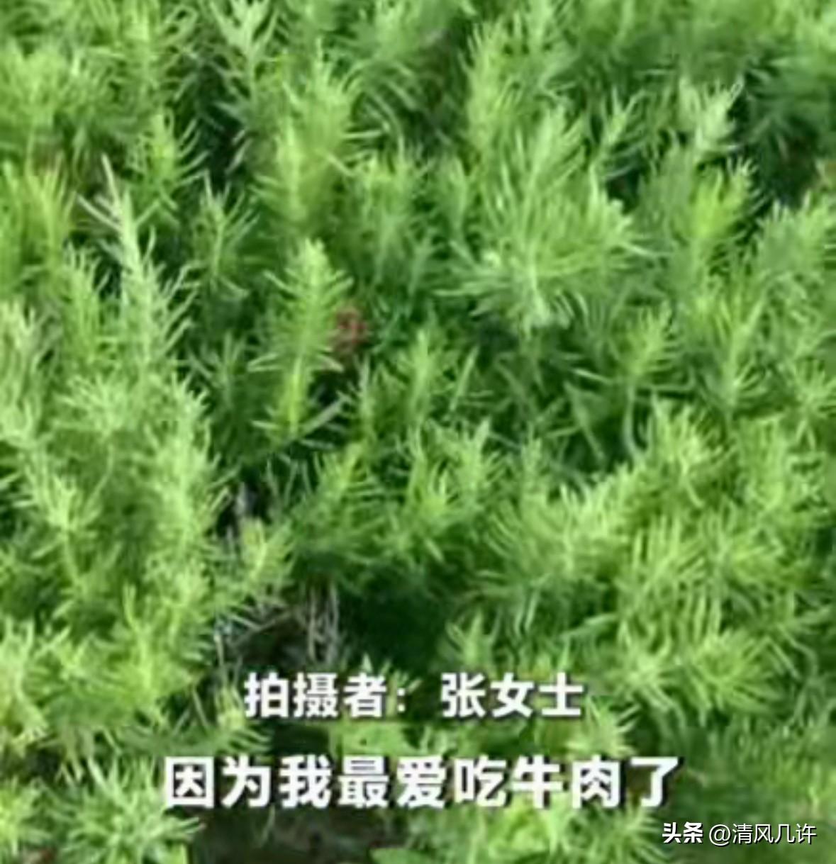 真执着！上海，一女子喜欢用迷迭香来烹饪牛肉。为了方便，她前后买过18盆迷迭香在家