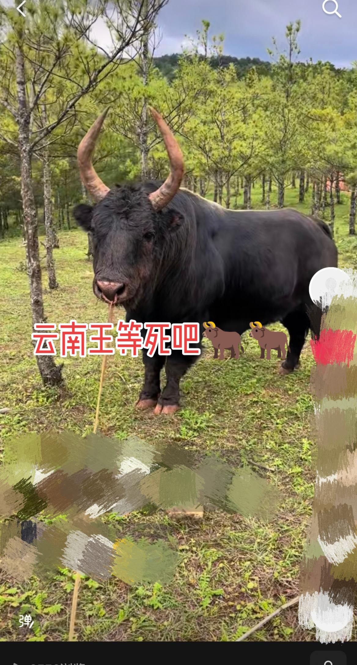 来跟我一起放牛