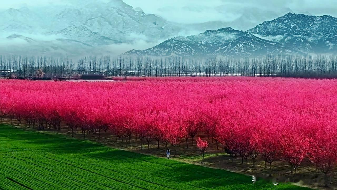 家人们谁懂啊，陕西关中鄠邑甘河街办樱花园红梅绽放，还能看到春夏秋冬同框的奇景！