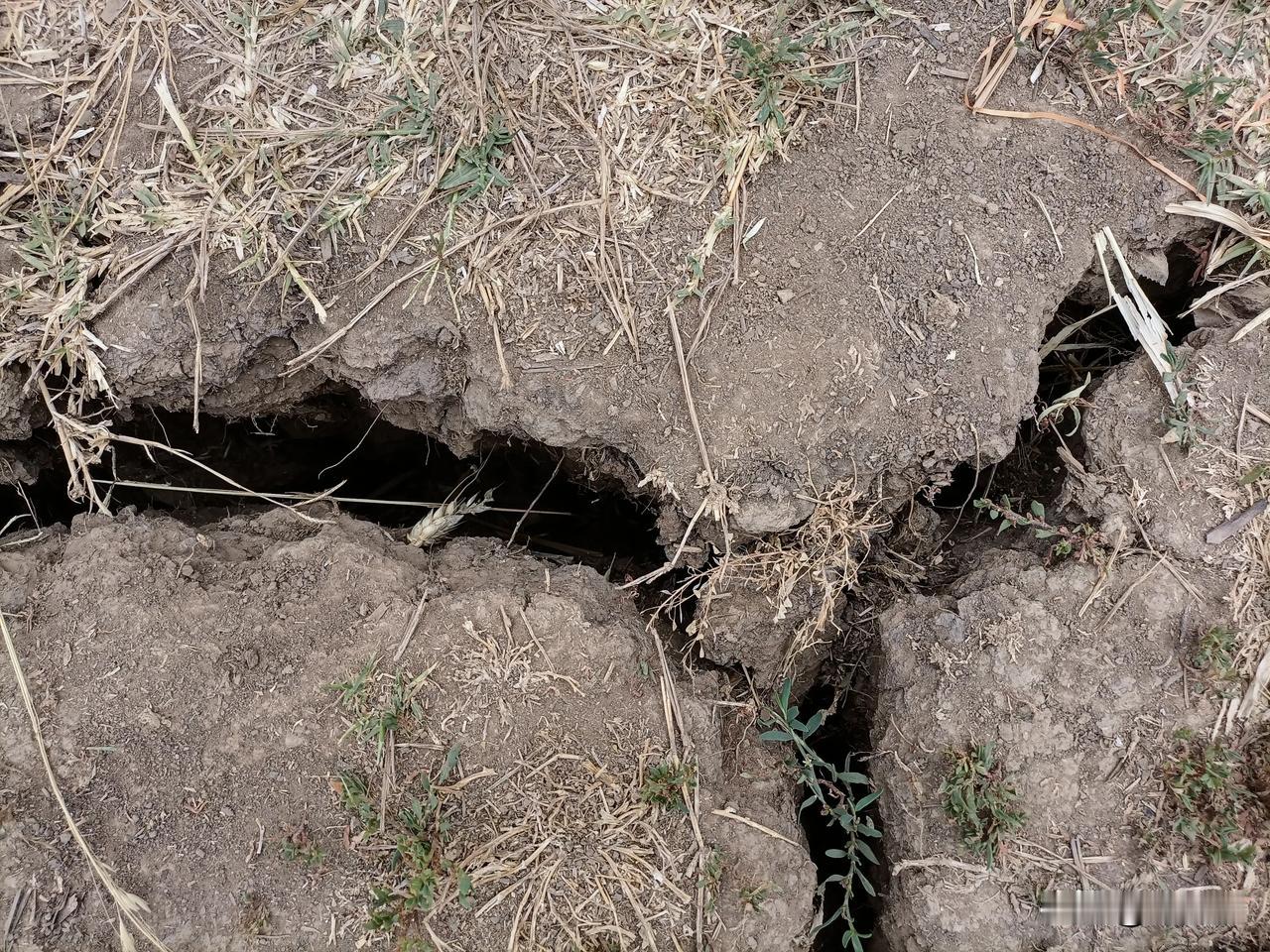 江苏邳州，连续干旱，土地裂口，深度达到20公分以上，农民迫切需要雨水。