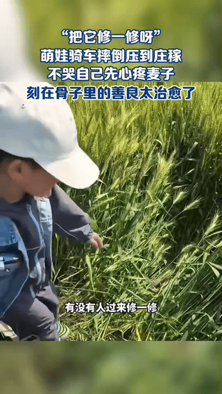 “不哭自己先心疼麦子！”一名男孩在乡间骑儿童车玩，一不小心连人带车摔进了麦田里，