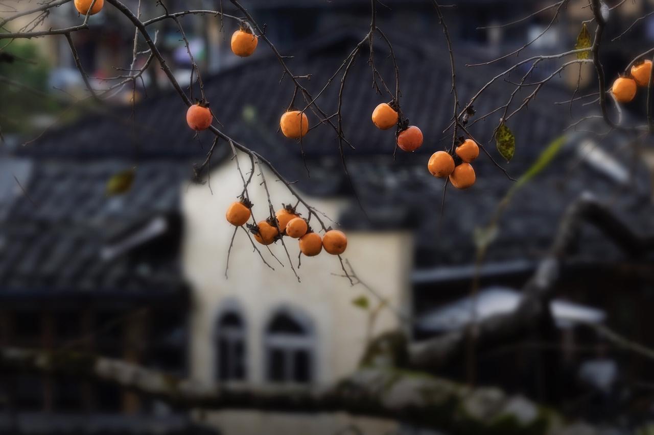 摄影的终点，是意境的再生。

同一棵柿子树，在不同的视角下，生出了泼墨的韵味。