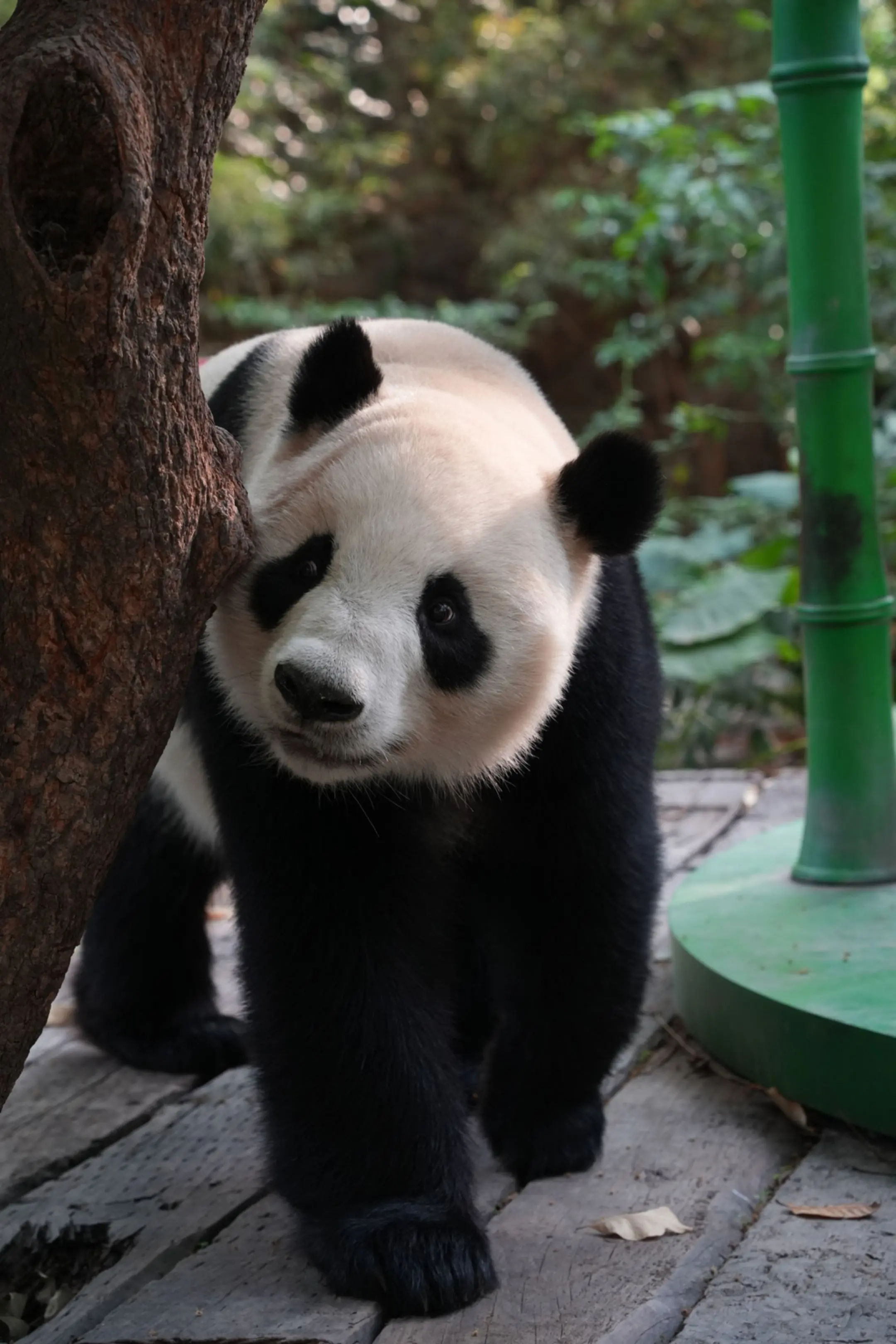 接完亲亲下班，就是我回家的时候。（笑死，好像打卡一样。）