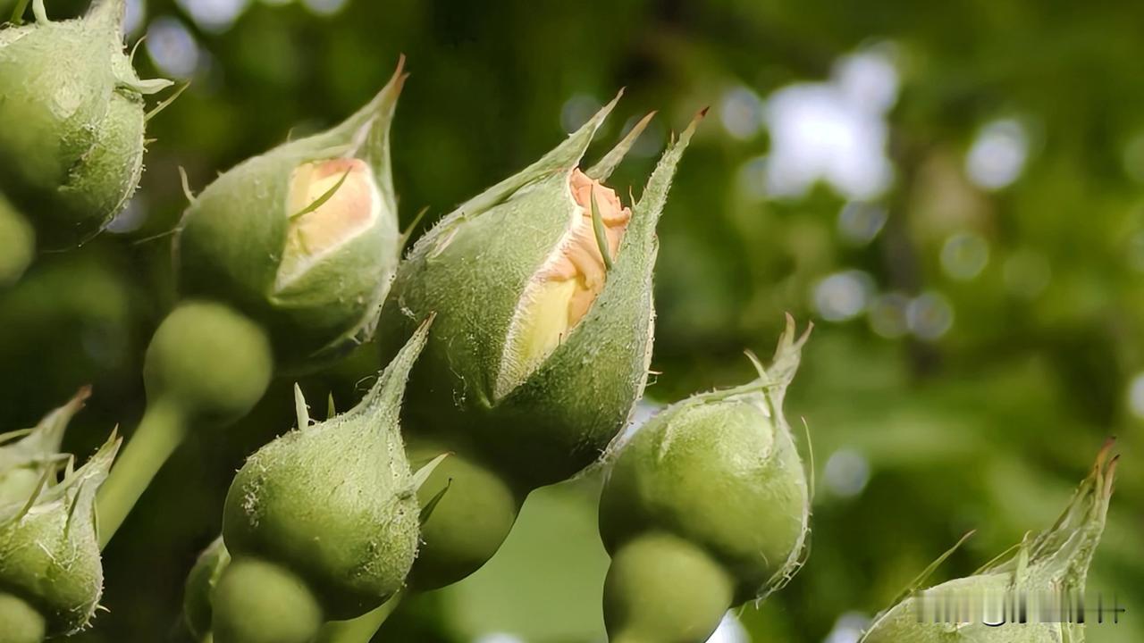 当头脑里没有所谓的条条框框时，你就活成了自己。

今天分享给大家这句话，我说的哦
