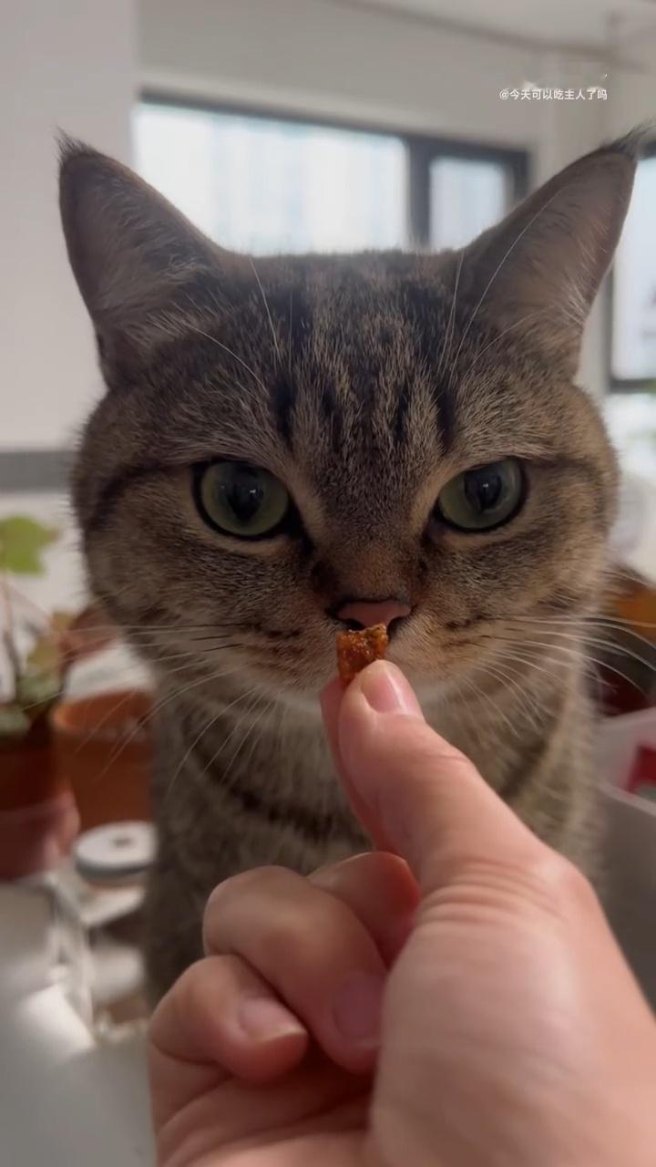 小猫小猫最有礼貌[超话] 很乖的瘦多 ​​​