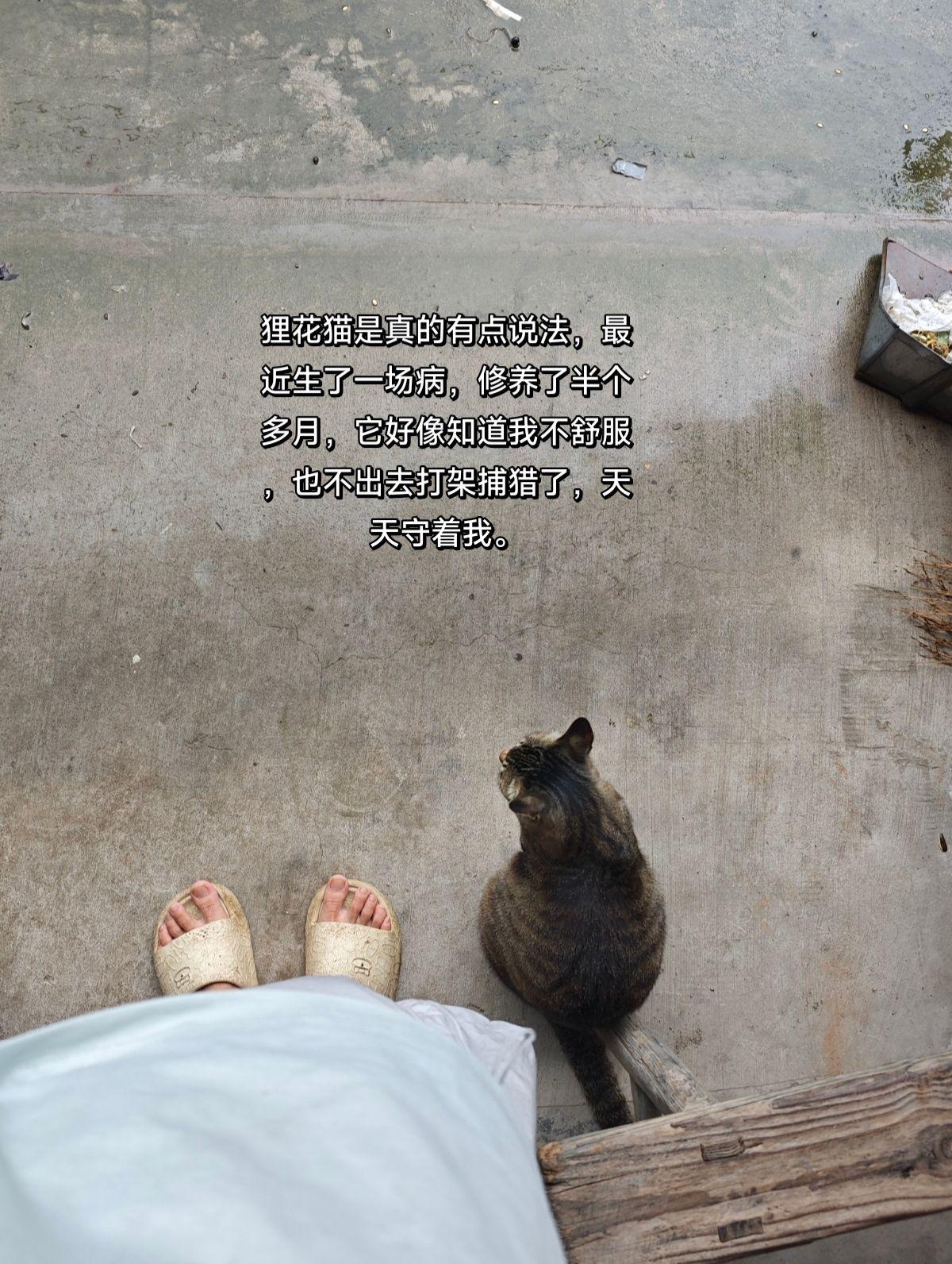 好咪！猫咪 狸花猫真的不好惹