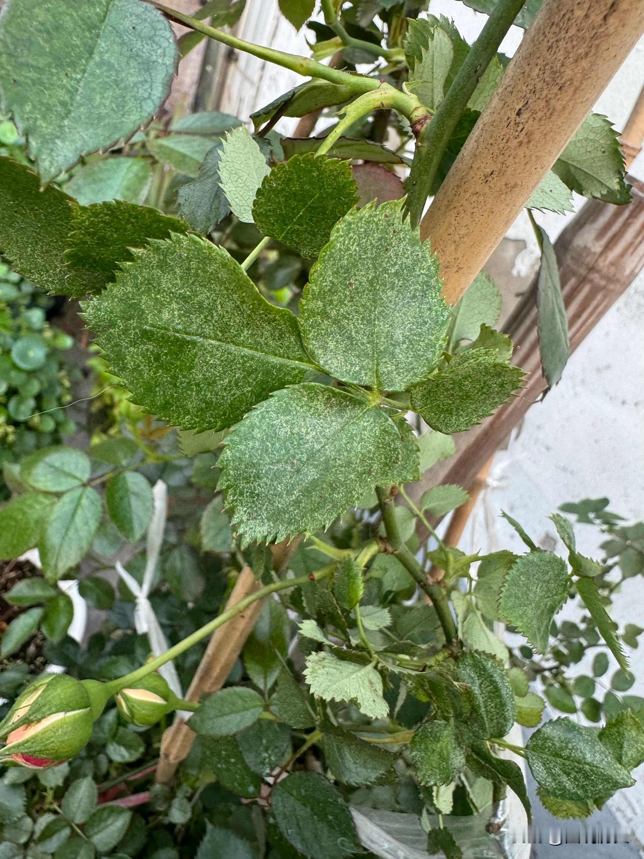 你们家月季有这样的么？

大家看一下你们家月季有这样的么？今天有粉丝问我，说她的