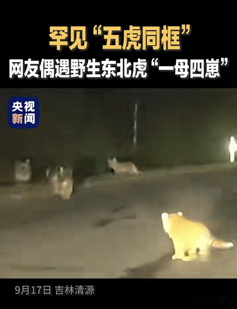 罕见“五虎同框”！
吉林汪清司机夜遇野生东北虎一母四崽，母虎低吼警告后带崽撤离，