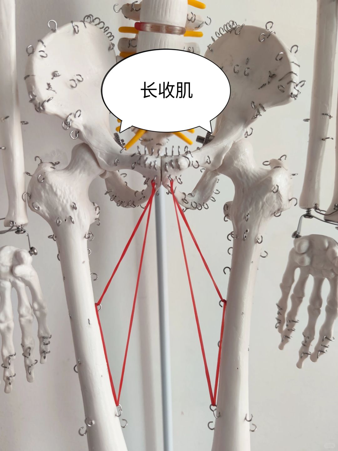 内收肌群——长收肌