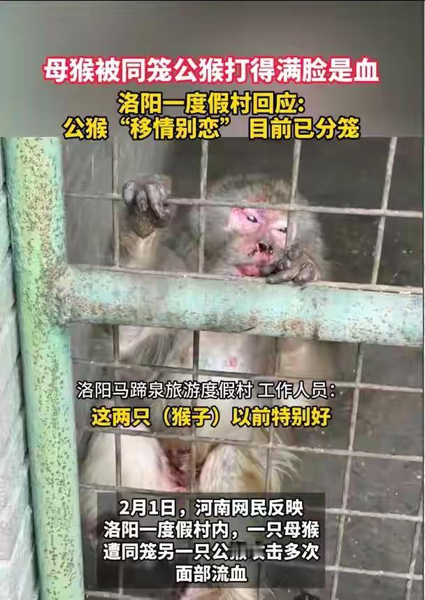 近日，河南洛阳一度假村猴园内发生猴子冲突事件。据园方回应，一只公猴因攻击母猴致其