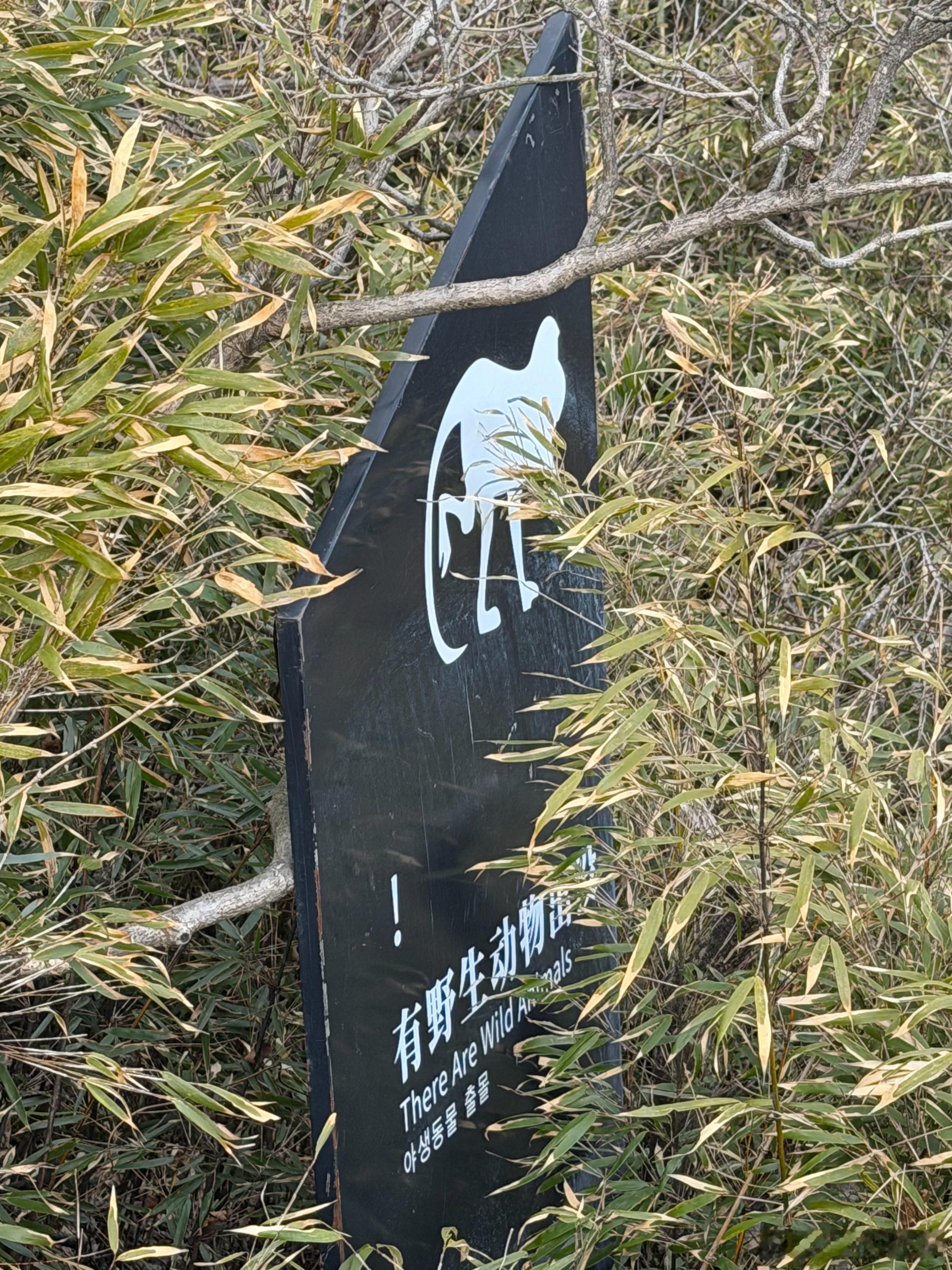 生活手记 腿软了…… 