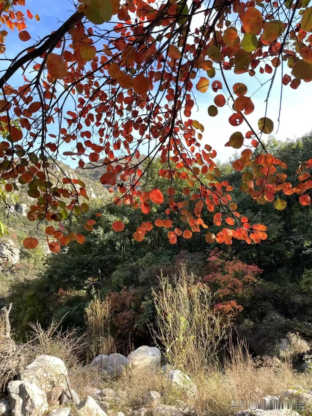 一年四季各有各的美：春如花、夏如梦、秋之韵、冬如雪。

说来说去还是最喜欢秋之韵