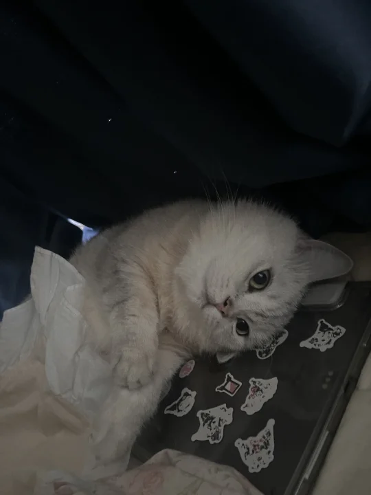 怎么会撒娇啊小宝宝